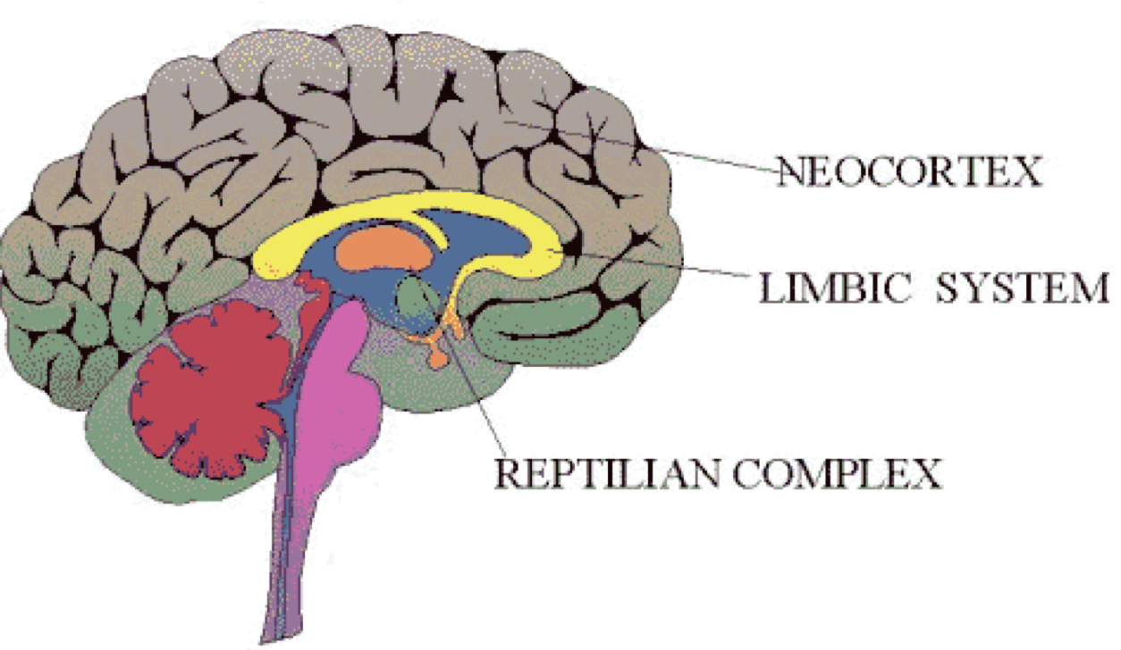 neocortex, limbicsystem